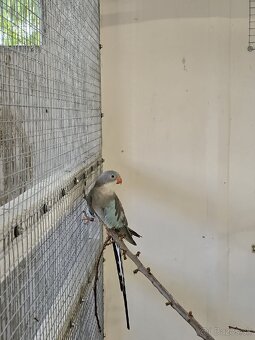 Alexandrin princ - 4