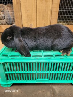 Francuzsky baran - 4