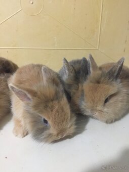 zakrslé králiky - 4