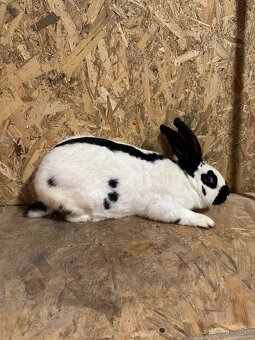 Nemecky obrovitý strakač - 4