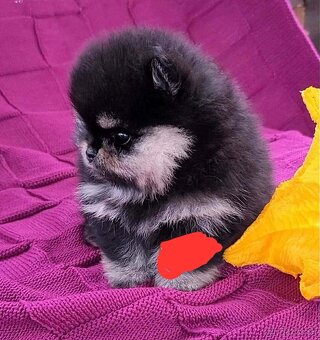 Pomeranian mini - 4