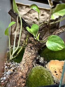 Phyllobates vittatus - 4