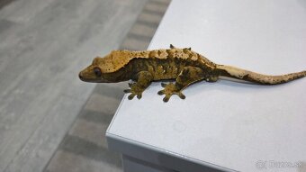 pagekon riasnaty - 4