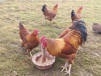 Nasadové vajíčka Hempšir - 4