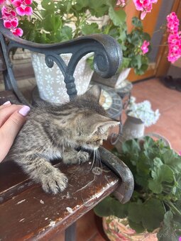 Darujeme mačiatka, len do dobrých ruk - 4
