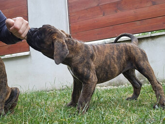 Nemecký boxer psík s PP - 4