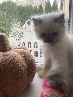 Ragdoll mačička - 4