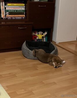 Shiba Inú s PP Fci - 4