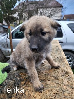 Darujem šteniatka - 4