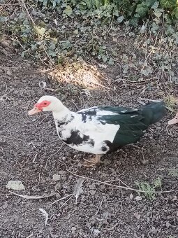 čínske kačice - 4