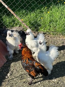 Predám mladé kohuty - eladó kakasok - 4
