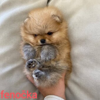Pomeranian mini Boo - 4