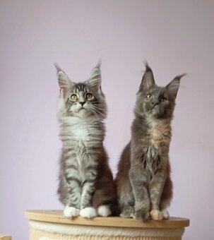Maine Coon s PP - 4