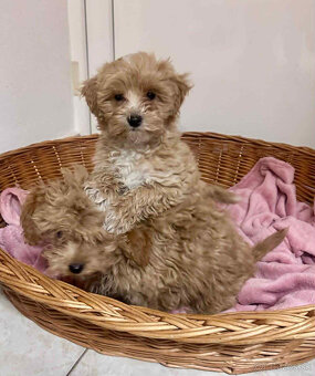 Maltipoo, pudel, pudlik, maltezak - 4