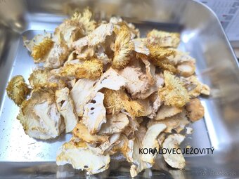 SUŠENÉ HUBY/HRÍBY - hliva, korálovec, dubáky, osičník - 4