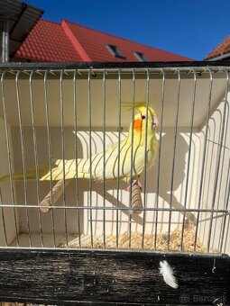 Výstavne korely - 4