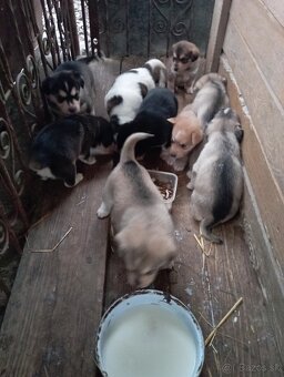 Darujem šteniatka šteňata - 4