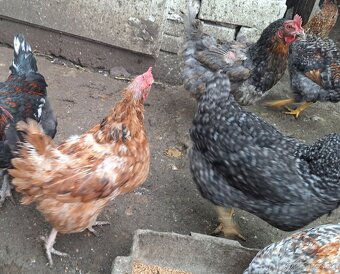 sliepky na polievku 5ks - 4