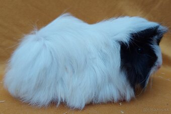 Morčata rôznych plemien - 4