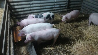 Odstavčata 25-30kg - 4