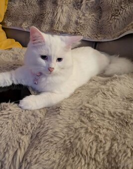 Ragdoll mačiatka - 4