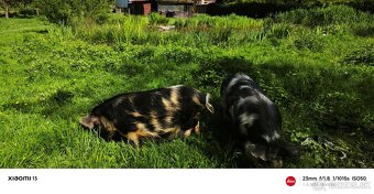 Kune Kune - 4