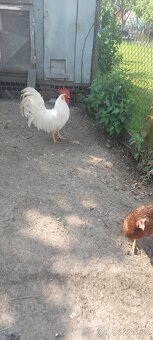 Kohut leghorn - 4