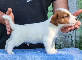 Jack Russell terrier - 4
