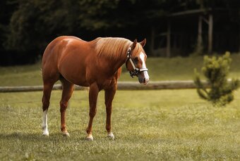 Žrebec. QH reining - 4