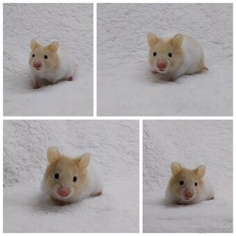 Škrečok syrsky  skrecok syrsky - 4