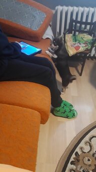 Čivava krátkosrstá – čoko fenka - 4