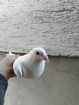 Biele poštové holuby - 4