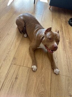 American Bully xl - 4