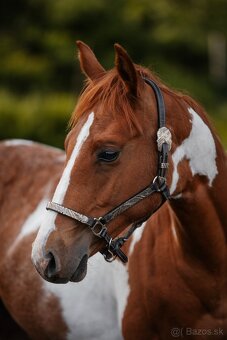American Paint Horse - 4