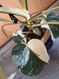 monstera thai s listami halfmoon - 4