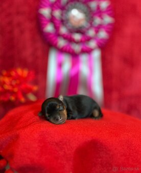Yorkshire terrier, york - 4