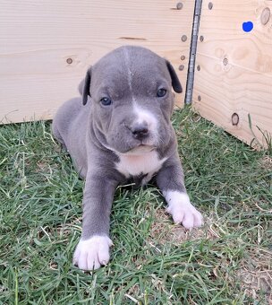 Šteniatka - Americký stafordšírsky teriér (Amstaff, Staford) - 4