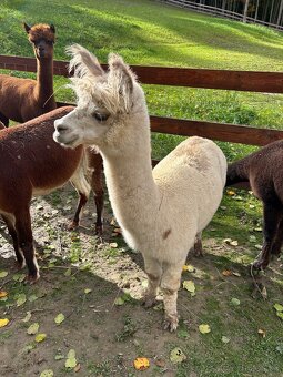 Samička Lama Alpaka - 4