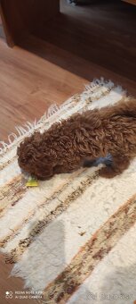 Pudel Trpaslíči - 4