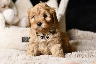 Cavapoo F1 RED Fenka pripravená na odber - 4