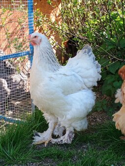 Predám nasadbove vajcia brahmanky - 4