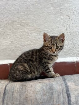Male mačiatko Mačka do dobrych ruk - 4