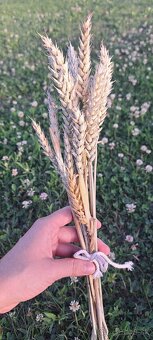 Sušené klasy pšenice 🌾 - 4