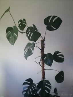 Monstera deliciosa,rastuca hlavne do vysky krasna 2 m vysoka - 4