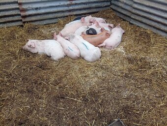 Odstavčata 25kg - 4