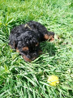 Pudel black and tan - 4