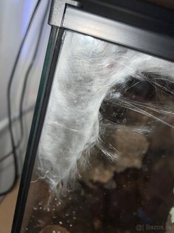 Caribena versicolor 5cm v tele - 4