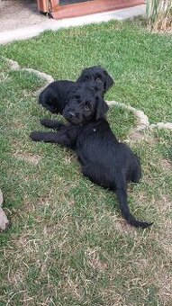 🐶 Šteniatka - stredný bradáč - fenka a psík – odber ihneď - 4