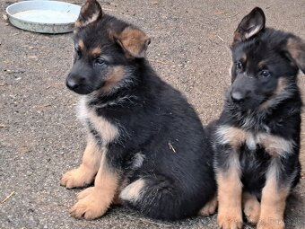 Predám šteniatka nemecký ovčiak - 4