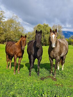 Pripuštanie American Quarter Horse , Qh - 4